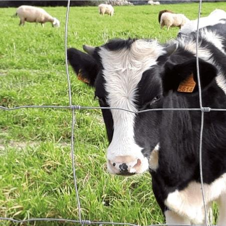 Grillage noué "à mouton" - Rouleau 50m