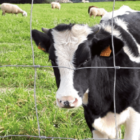 Grillage noué "à mouton" - Rouleau 50m